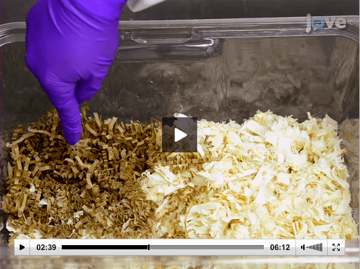 See in JoVE how nest building can indicate the well-being of lab mice