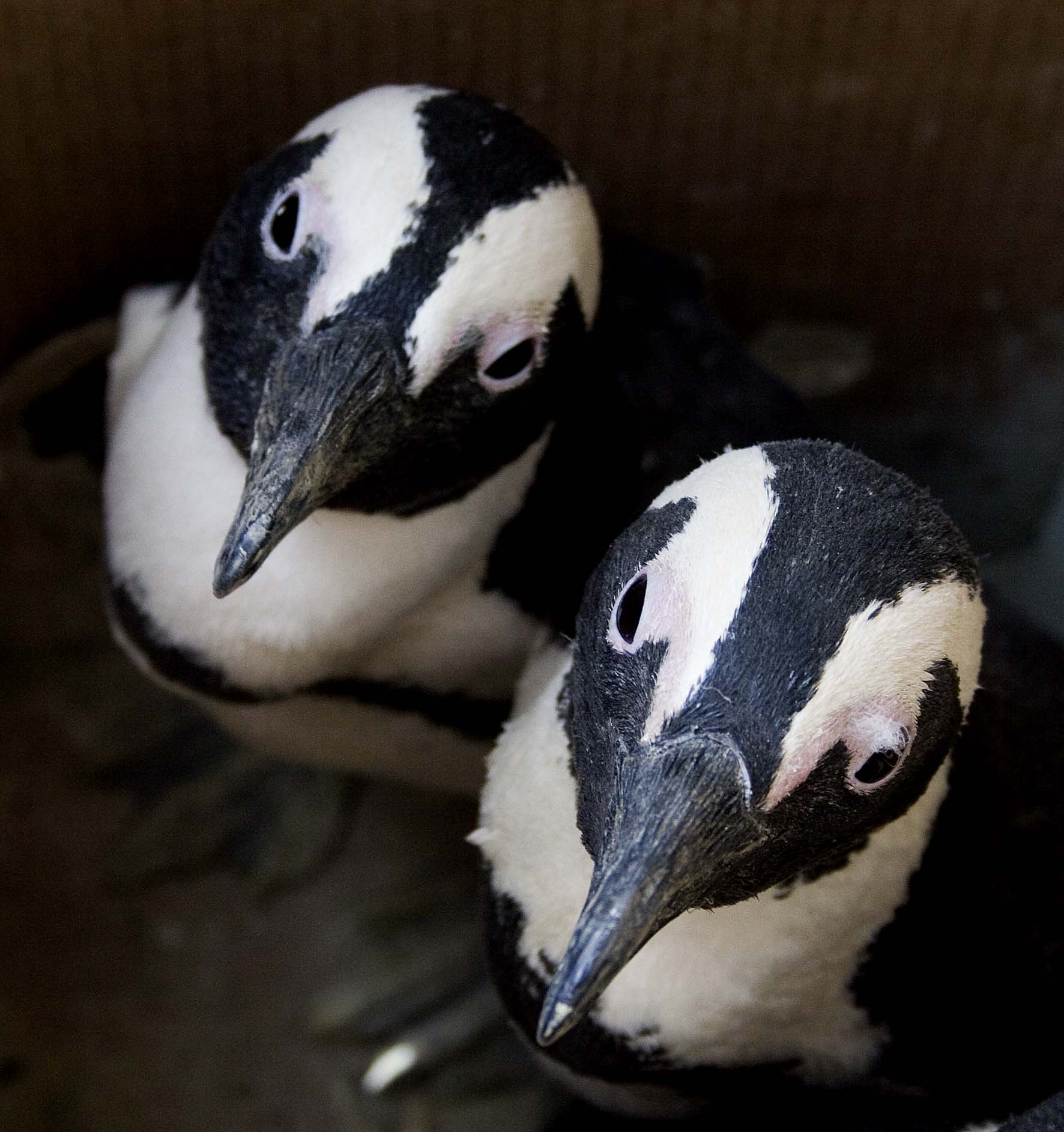 Conservation at the Bristol Zoo: A Pint of Science preview