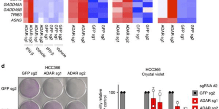 identification of ADAR1