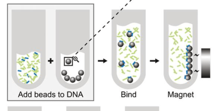 Methylation-based enrichment