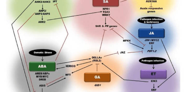 Plant hormone-mediated regulation of stress